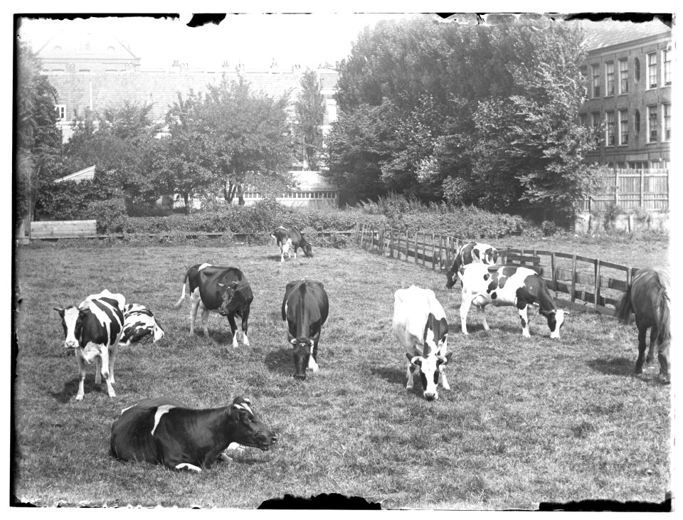Ververspad, foto 26 Jacob Olie (max res)
