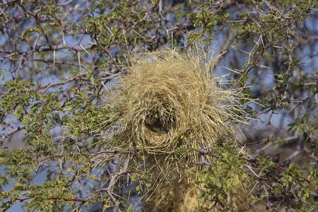 Thorns africa nature