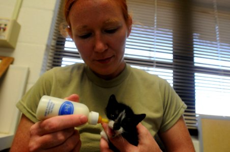 Vet Clinic Cats DVIDS276621