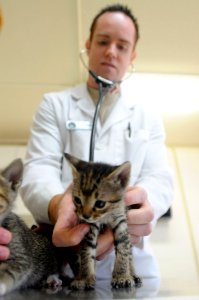 Vet Clinic Cats DVIDS276619
