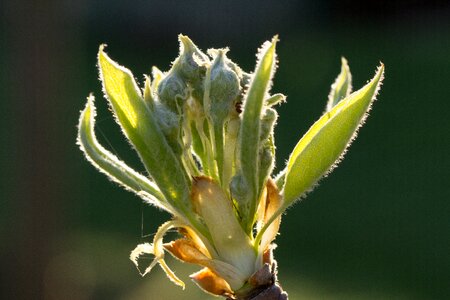 Flower close up pear