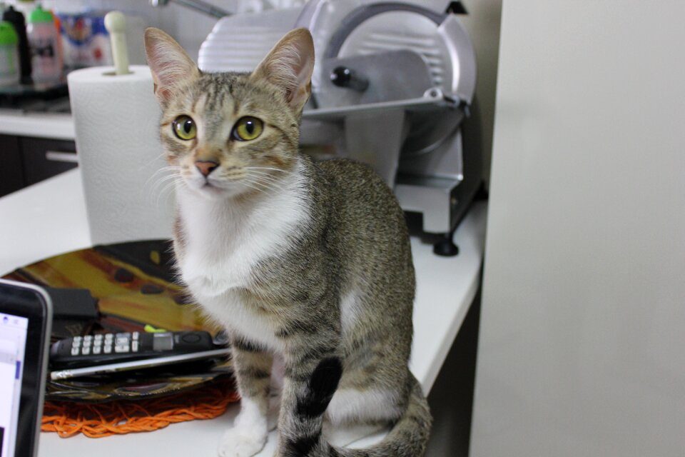 Domestic cat feline puppy