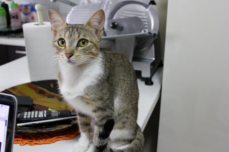 Domestic cat feline puppy