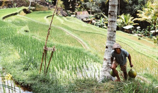 Coconut tree rice photo