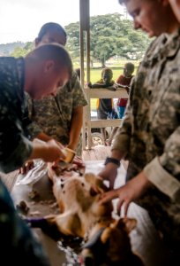 Veterinary engagement in Papua New Guinea 150701-N-TQ272-611