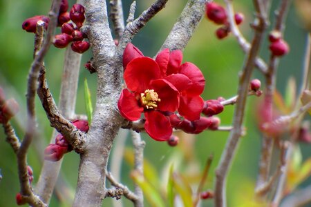 Flowers bokeh quince photo