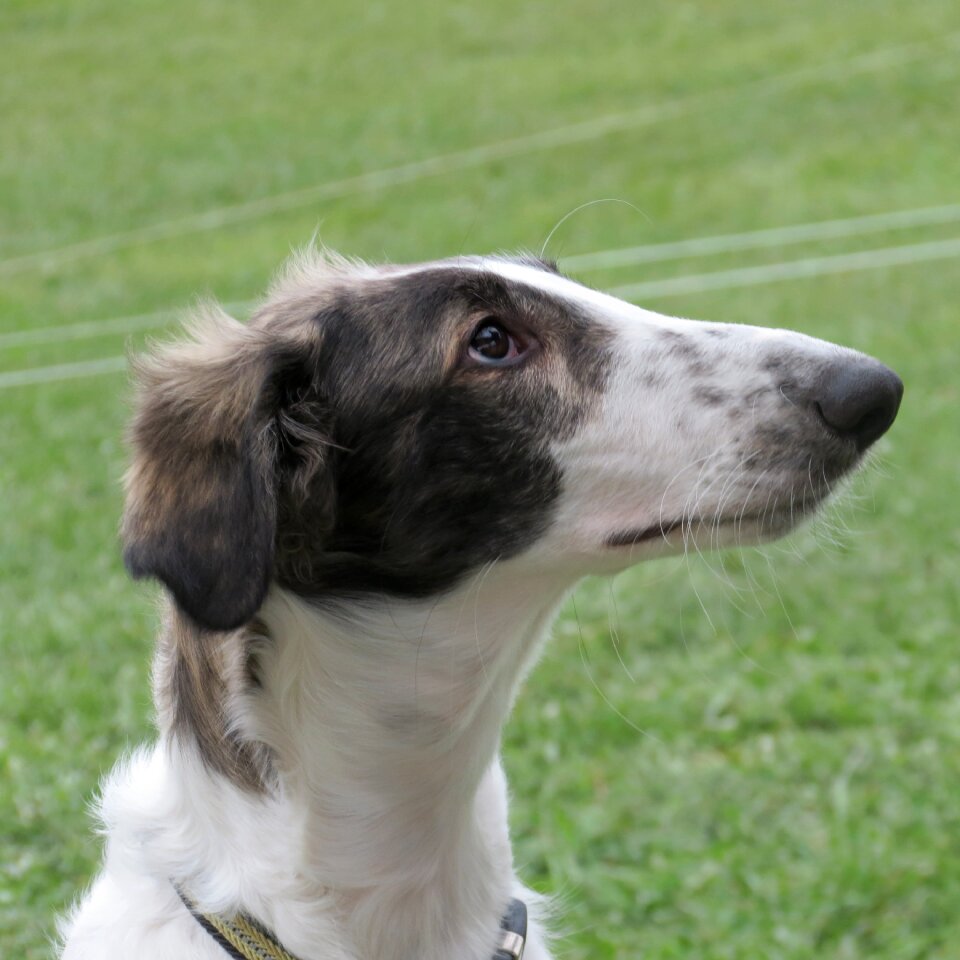 Breed russian sighthound