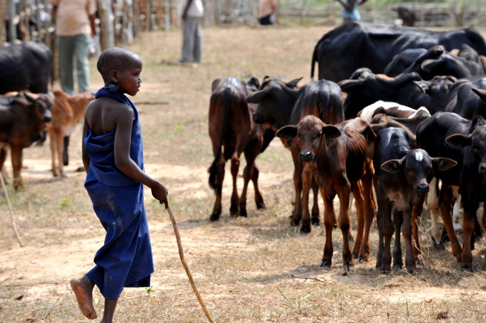 Veterinary Civic Action Project DVIDS199498