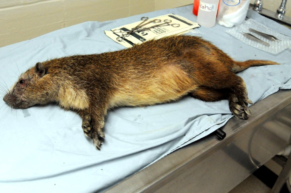 Veterinary Clinic GPS DVIDS282254