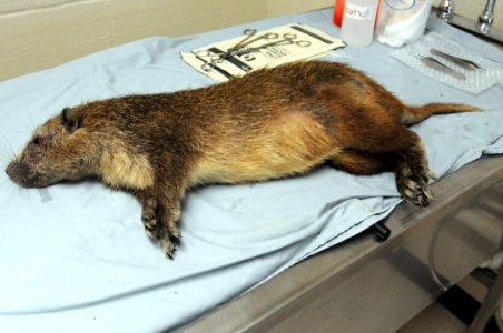 Veterinary Clinic GPS DVIDS282254