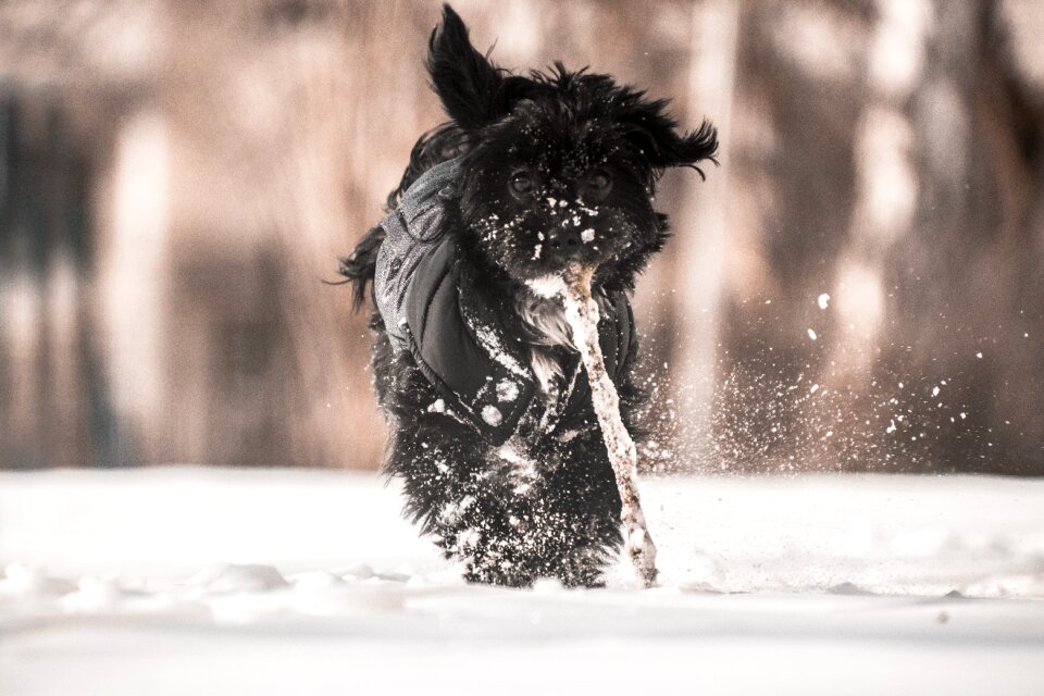 Frozen nature dog