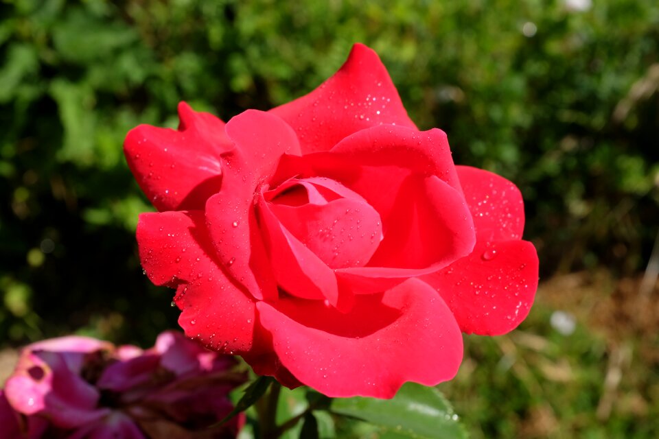 Rosebush garden dew
