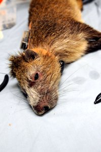 Veterinary Clinic GPS DVIDS282257