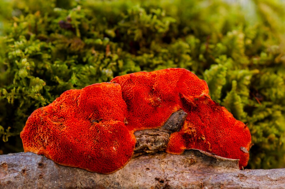 Mushroom sponge reishi