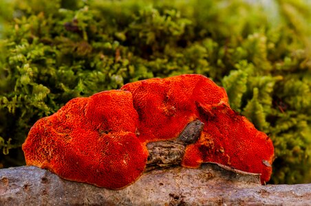 Mushroom sponge reishi
