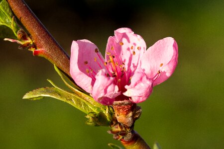 Garden leaf peach