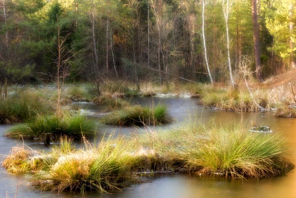 River pool mysterious forest