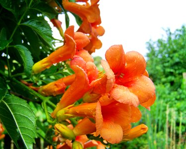 Trumpet folyondár orange climbing plant garden