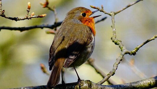 Nature forest robin