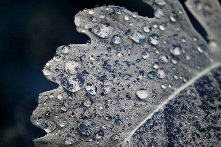 Water drip dew