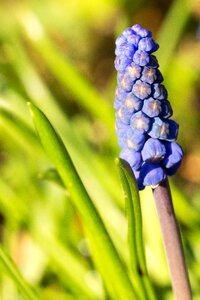 Leaf season muscari