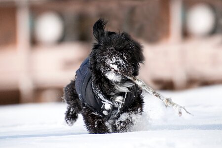 Cold dog race photo