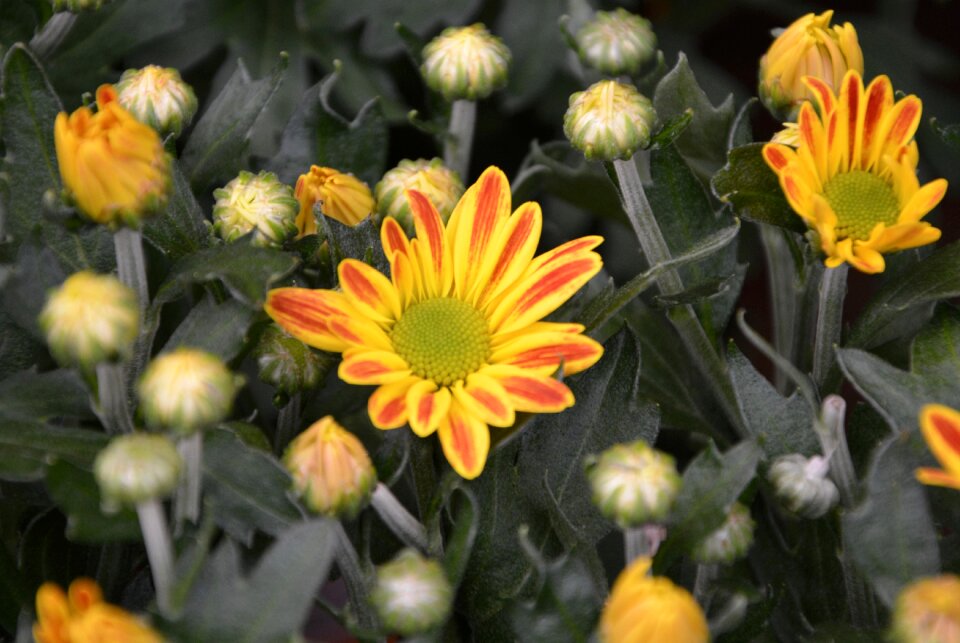 Bouquet flowering parterre