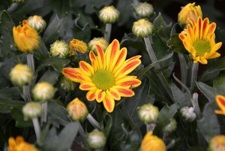 Bouquet flowering parterre