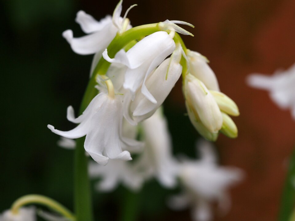 White botanical bloom