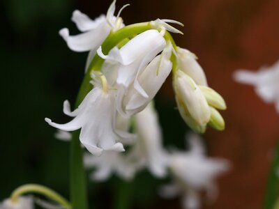White botanical bloom