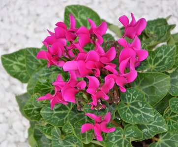 Decoration offer summer flowers