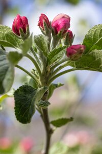 Flower garden tree