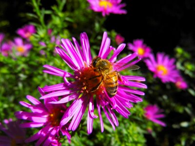 Insect aster garden photo