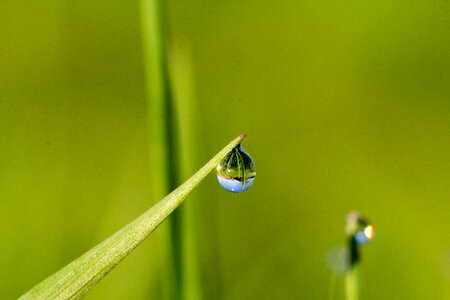 Pearl growth blade of grass photo