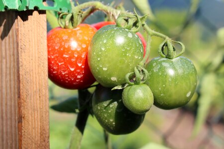 Food garden plant