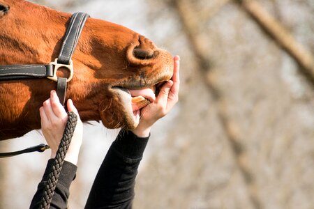 Foot flehmen hand