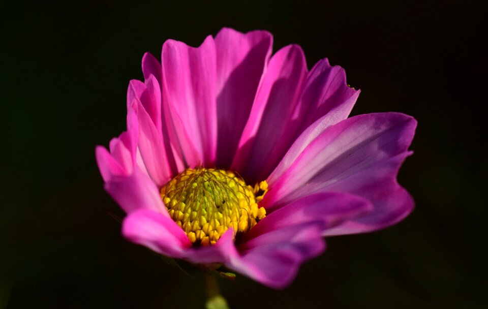 Flower blossom bloom