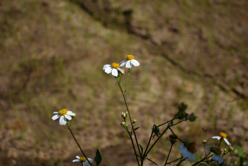 Flowers a blade of grass autumn leaves