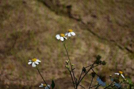 Flowers a blade of grass autumn leaves