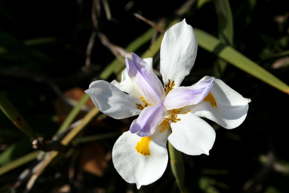 White purple gold