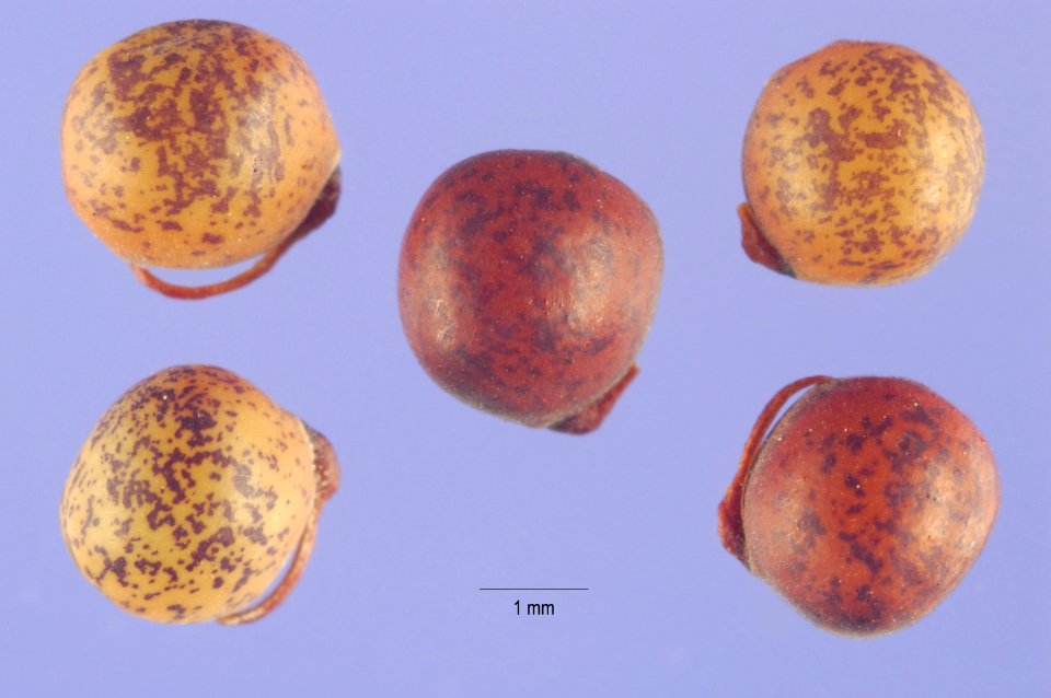 Vicia hirsuta seeds vihi 002 php