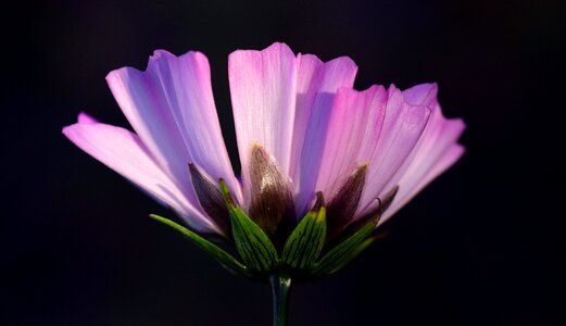 Flower blossom bloom