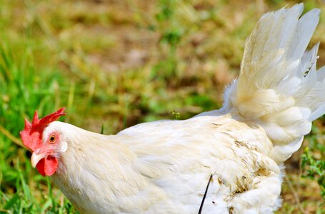 Pinnate free range farm