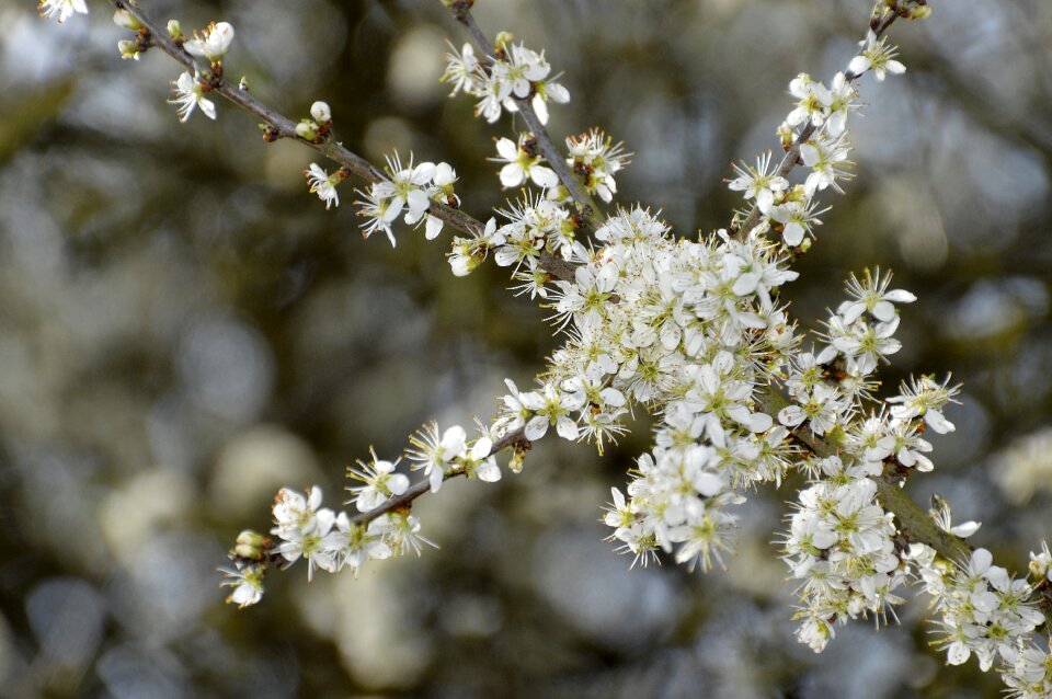 Tree branch outdoor