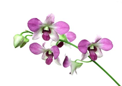 Nature blooming purple