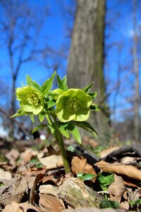 Outdoors wood flora photo