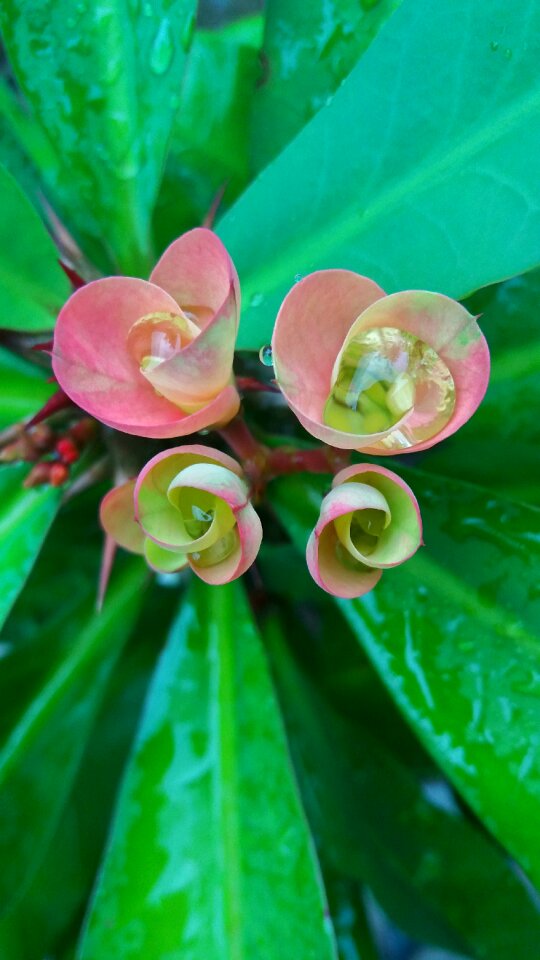 Flower cactus red flowers