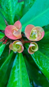 Flower cactus red flowers