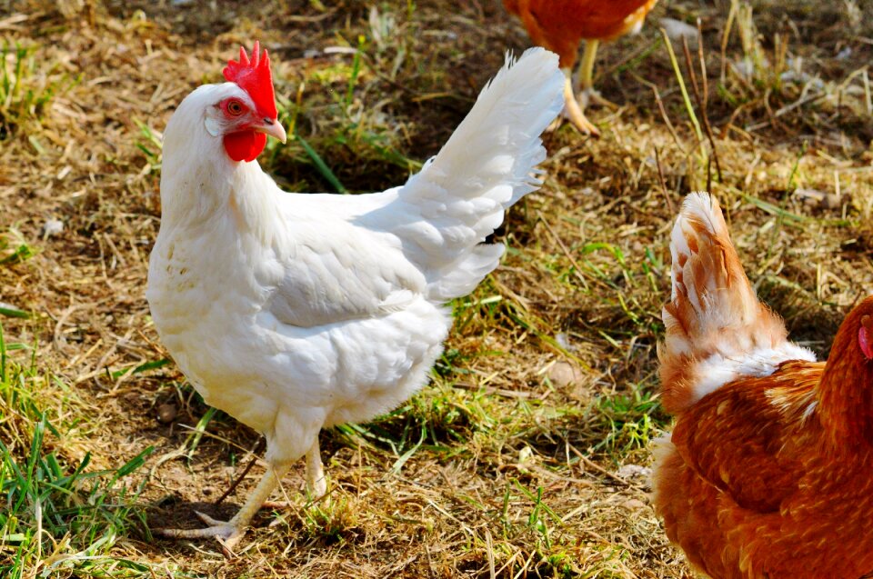 Pinnate free range farm