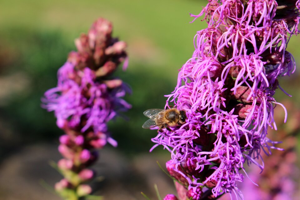 Natural insect animal